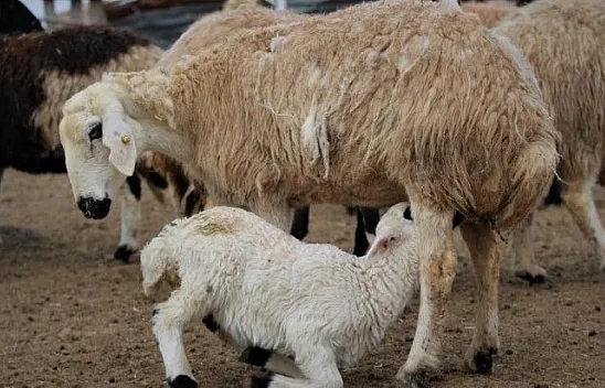 Kuzular anneleriyle buluştular...