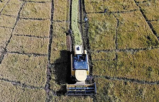 Murat Nehri'nin yatağında pirinç hasadı başladı