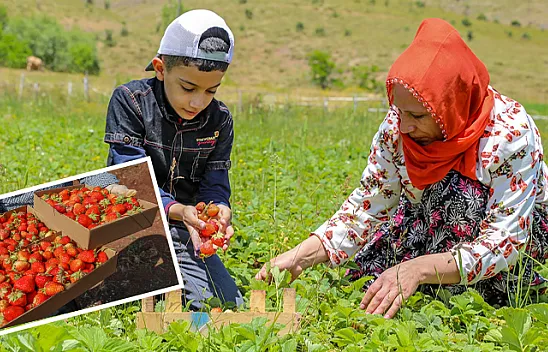 Osmanlı çileği tezgaha inmeden satılıyor