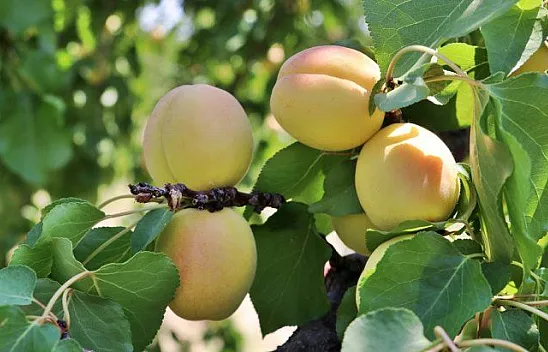 Taze kayısı ihracatındaki artış yüz güldürdü