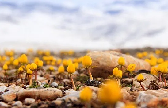 Tunceli'ye bahar 'kar çiçekleri' ile geldi