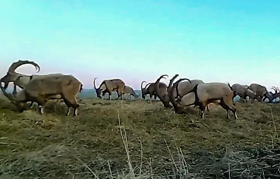 11 aylık yaban hayatı fotokapanlara yansıdı