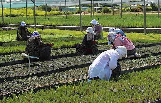 12 milyon fidan toprakla buluşacak