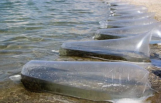 12 milyon yavru sazan sularla buluştu