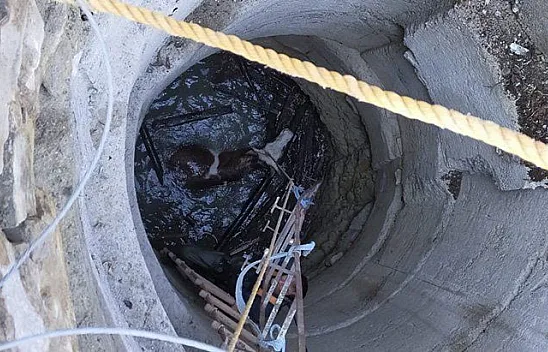 15 metrelik kuyuya düşen gebe inek kurtarıldı