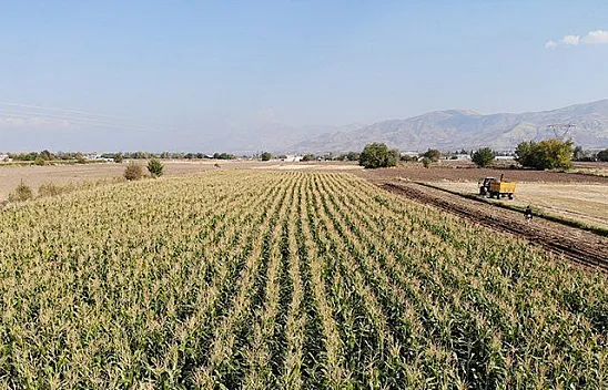 16 bin dekarda ekilen ikinci üründe bereket