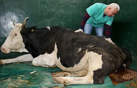 16 saat sonra enkazdan çıkarılan ineğin tedavisi sürüyor