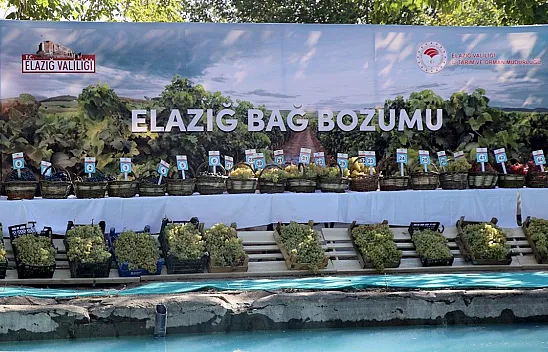 '17. Geleneksel Üzüm Festivali ve Bağ Bozumu' etkinliği yapıldı