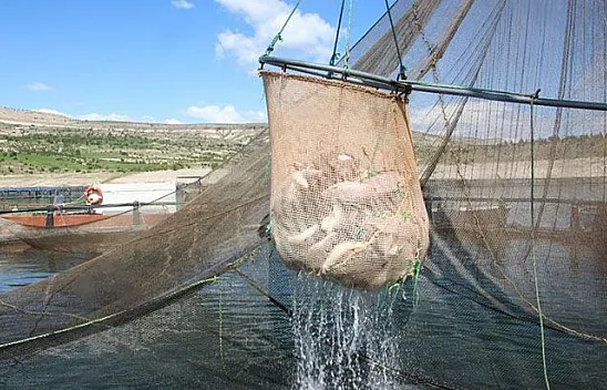 18 ilde 12 milyon yavru sazan suyla buluştu