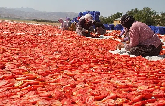 Tonlarca domates kurutulup dünyaya satılıyor