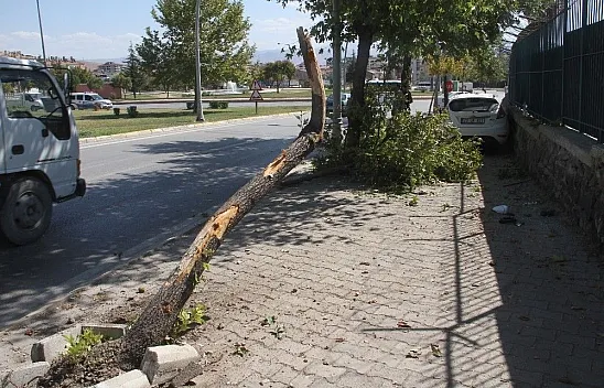 Otomobil ağaca çarptı: 3 yaralı