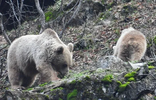 Kış uykusuna yatmayan ayı ve yavrusu görüntülendi