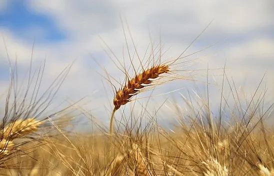 32 Yerli tohum Elazığ'da denendi