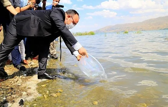 420 bin adet siraz balığı Hazar Gölü'ne bırakıldı