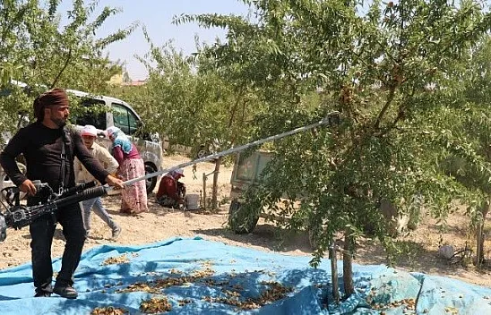 45 dekara badem ekti, ilk hasada başladı