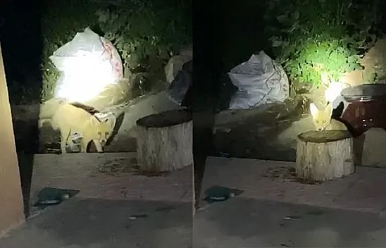 Aç kalan tilki bir evin bahçesine girdi