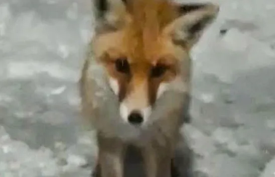 Aç kalan tilki karakolda karnını doyurdu