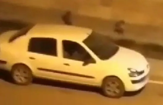 Aç kalan tilki şehre indi