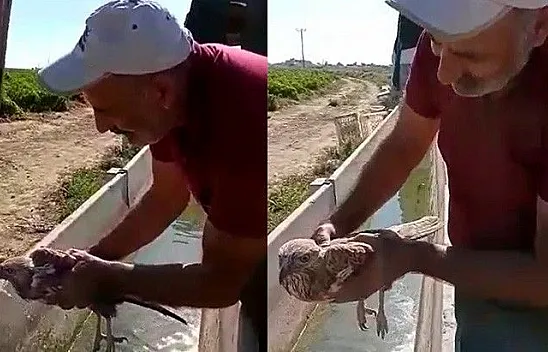 Acı biber yiyen şahini, çiftçinin masajı kurtardı