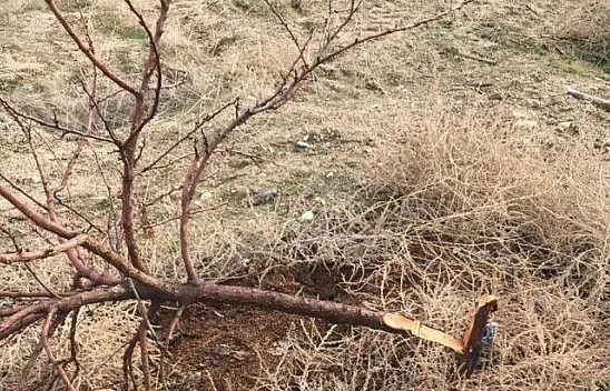 Ağaçlarını keseni bakın nasıl yakaladı