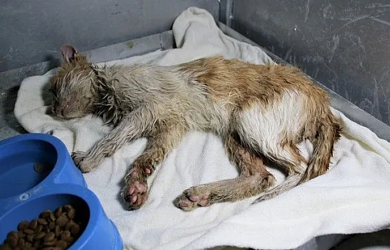 Akaryakıt tankına düşen kedi zeytinyağı ile temizlendi