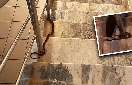Apartmanda yılan paniği