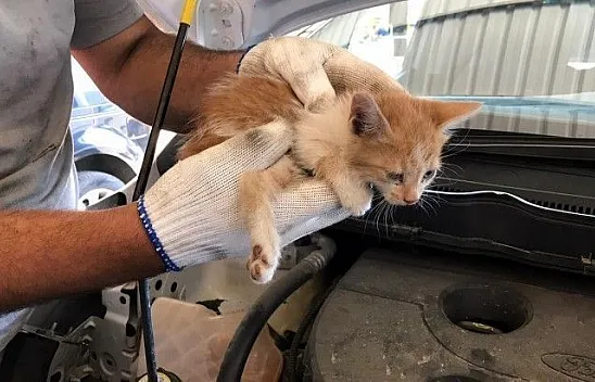 Aracın far kısmına sıkışan kedi kurtarıldı