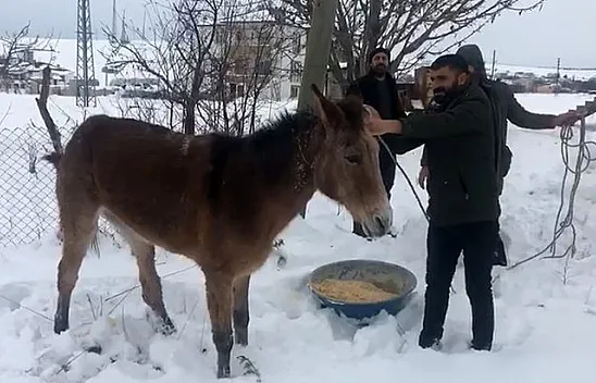 Ayağı kırılan katıra vatandaşlar sahip çıktı