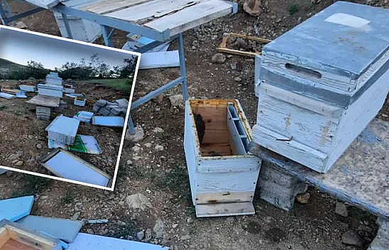 Ayılar arı kovanlarını parçaladı