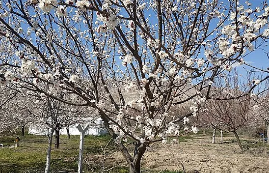 Badem ve kayısı ağaçları çiçek açtı