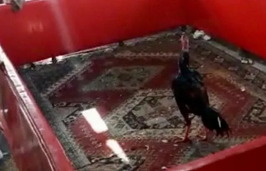 Bağevinde horoz dövüşüne baskın