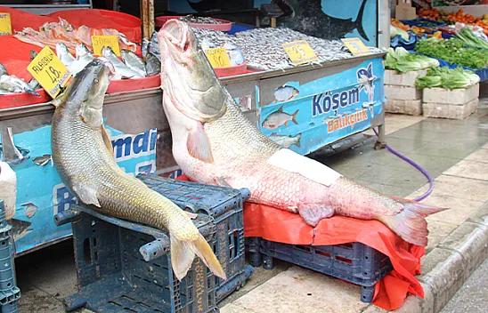 Balıkçıların oltasına dev turna balığı takıldı