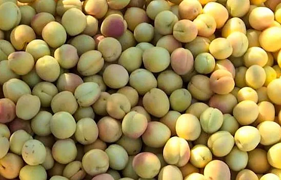 Baskil'de 'sarı altın' hasadı sürüyor