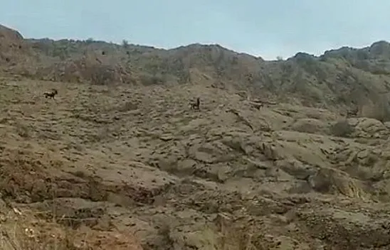 Baskil'de sürü halinde görüntülendiler