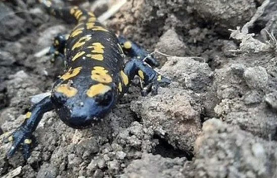 Benekli Semenderler çıkmaya başladı