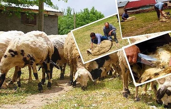 Besicilerin koyun kırkma mesaisi