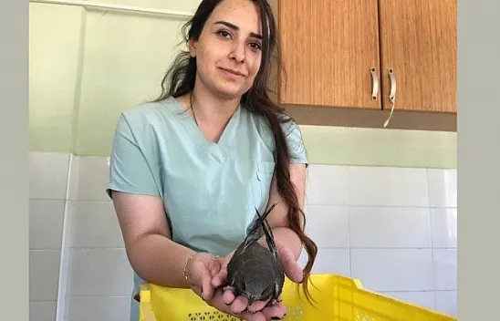 Bitkin düşen ebabil kuşları tedavi altına alındı
