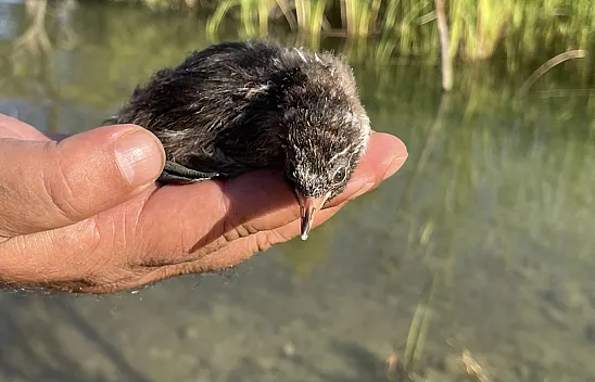 Bitkin halde su tavuğu yavrusu bulundu