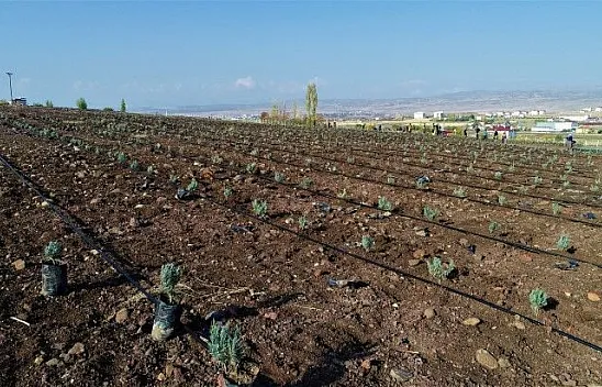 Bölgenin en büyük lavanta bahçesi Elazığ'da kuruldu