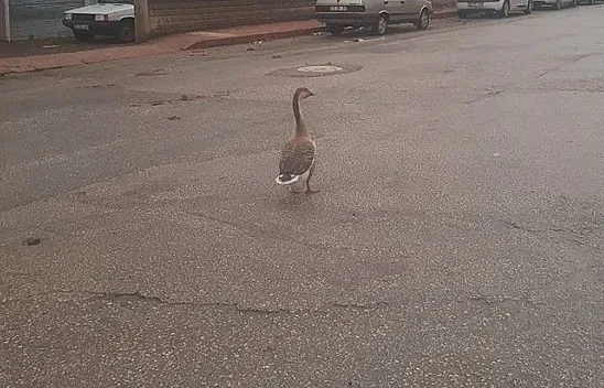 Boş sokakta kaz gezintiye çıktı