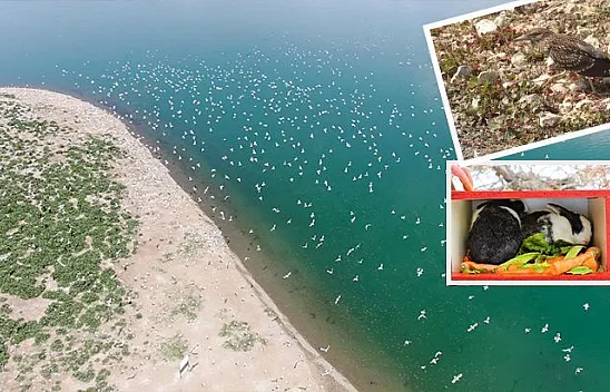 Bu ada, 200'ü aşkın tavşan ve martılara emanet
