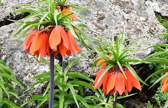 Bu çiçeği koparan yandı!