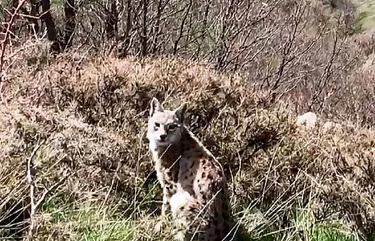 Bu defa da pusuda görüntülendi!