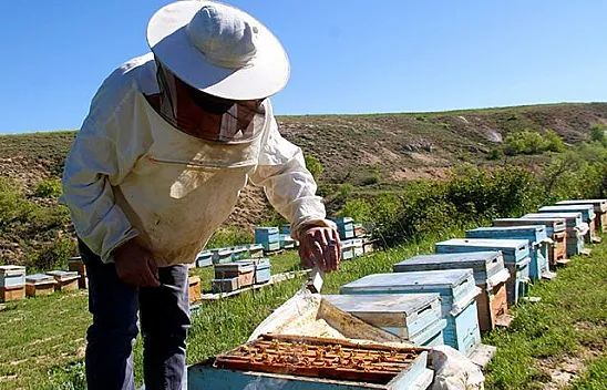 Bu yıl arıcıların yüzü gülecek