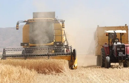 Buğday hasadı başladı...