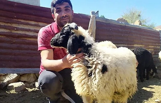 Bulduğu kuzu ve koçların sahibini arıyor