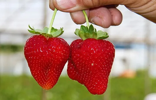 Çilek hasadı başladı