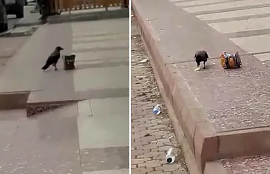 Cips hırsızı karga kameralara yakalandı