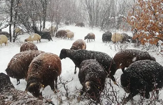 Çoban kar altında türkü söyledi, koyunları dinledi
