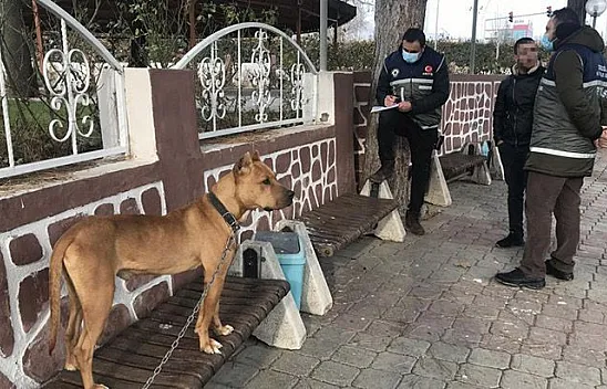 Çocuk parkında pitbull gezdiriyordu, cezasını duyunca kendi teslim etti